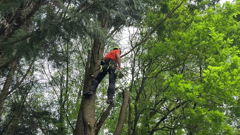 How Our Tree Care Process Works  in  West Swanzey, NH